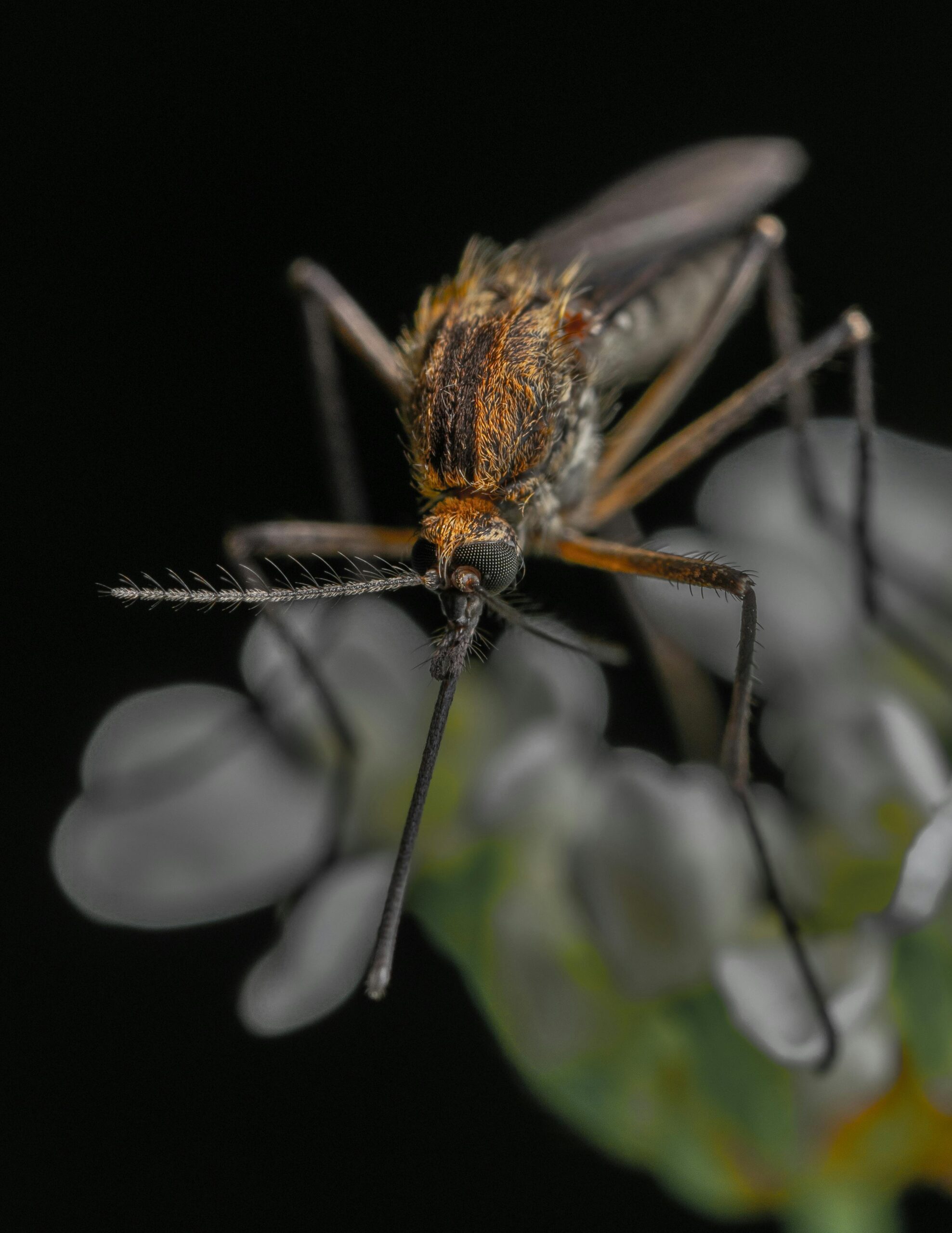 Dengue Outbreak in Lucknow: Over 1115 Cases Reported, Health Department Intensifies Preventive Measures